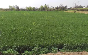 Phalauda, Uttar Pradesh 250401, India preview 3