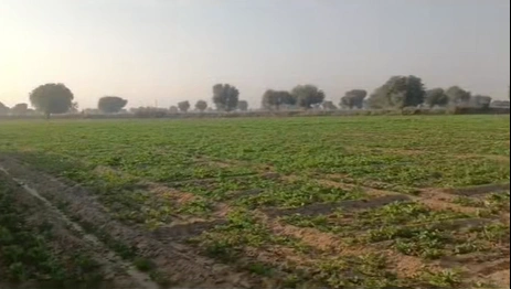 CC8H+X8, Sikar, Mandha, Rajasthan 332602, India