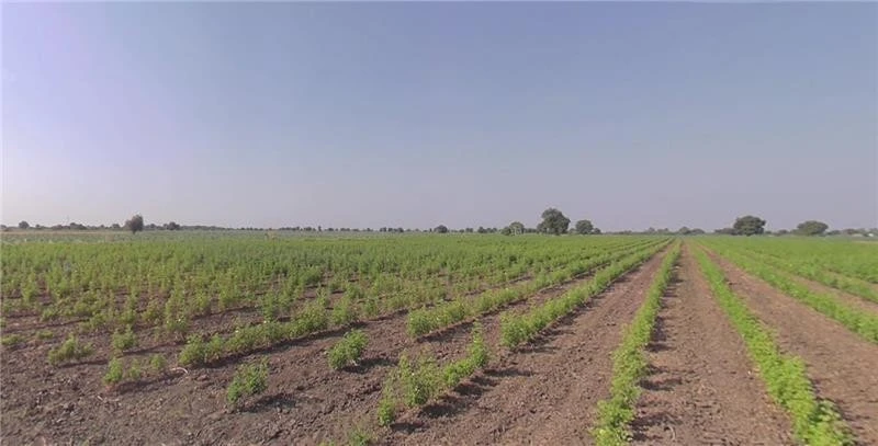 Bhalgamda, Gujarat 363421, India