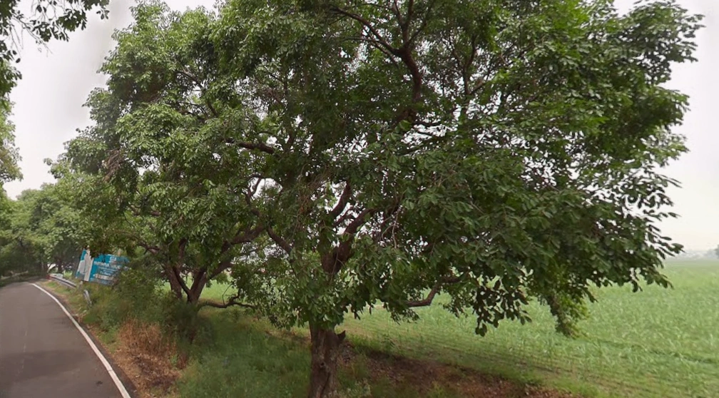 Ganeshpur - Hastinapur Rd, Hastinapur, Uttar Pradesh 250404, India