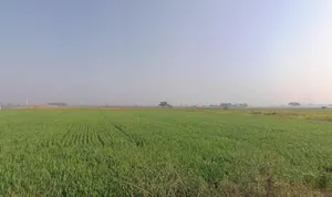 Kaimalgarh, Haryana, India preview 2