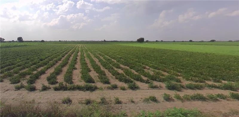 3369+HV Hansalpur Sereshvar, Gujarat, India