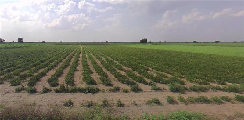 3369+HV Hansalpur Sereshvar, Gujarat, India