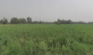 Ground Floor Mamudpur, Naihati, Bora, Mamudpur, West Bengal 743166, India preview 3