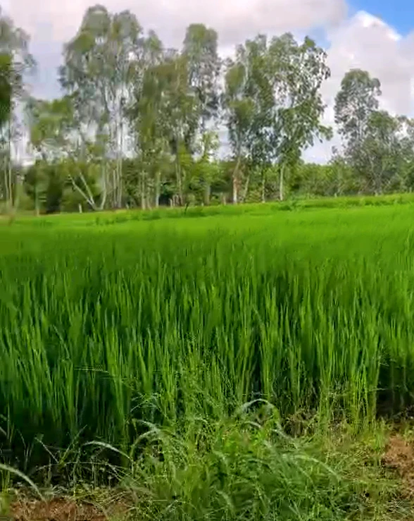 2CRG+CJ7, Medak, Narsingi, Hyderabad, Narsingi, Telangana 502248, India