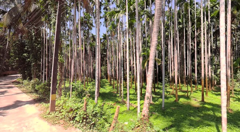 Belthangady, Karnataka 574214, India preview 3