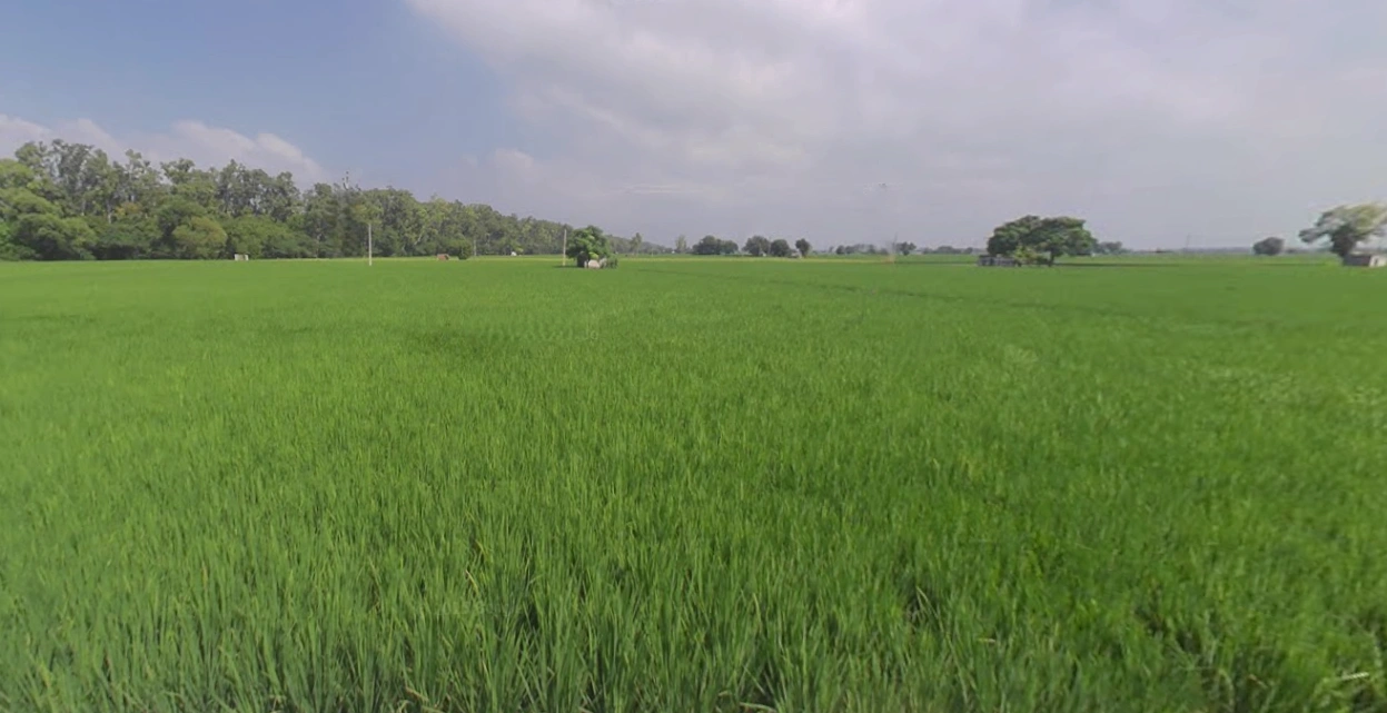 GJ SH 60, Saiyat, Gujarat 388225, India