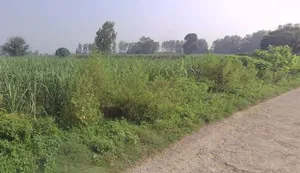 Pithlokar, Uttar Pradesh 250342, India preview 2