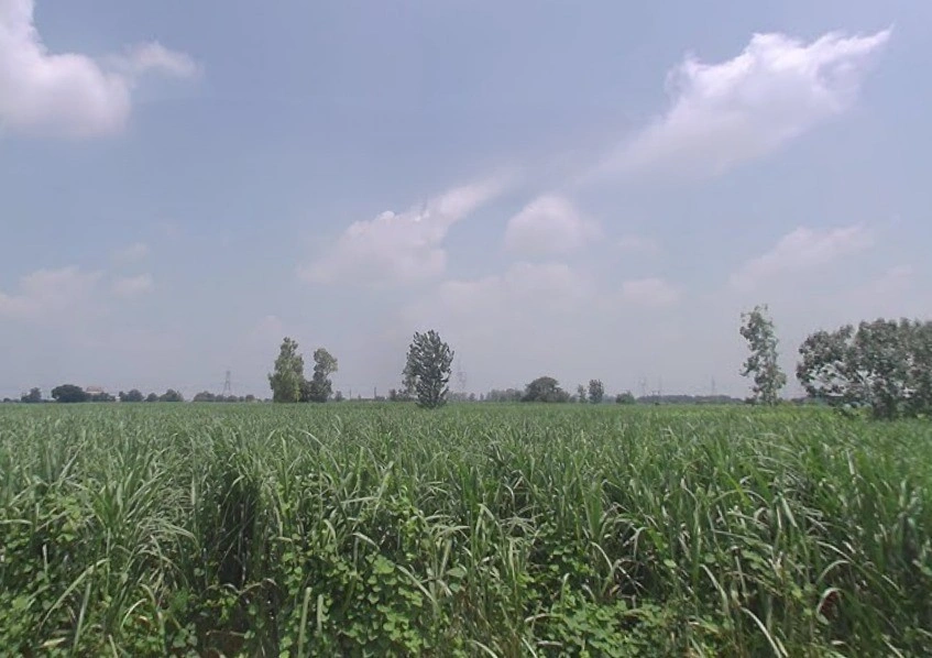 Sarai, Uttar Pradesh 251309, India
