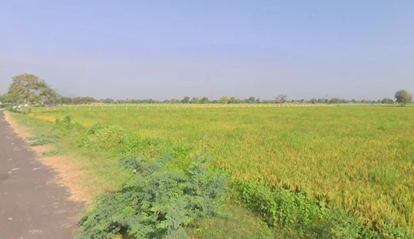 Sodhi, Barwala, Gujarat 382463, India
