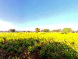 Khejrawas, Rajasthan 303124, India preview 2