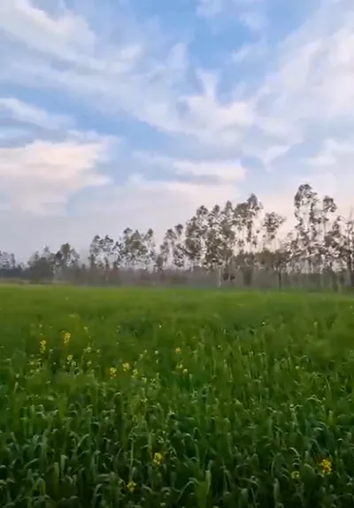 2QVX+4C2, Khedi Shikohpur, Uttarakhand 247662, India preview 2