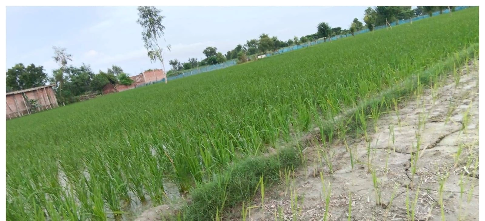 P6CG+4C Ramduttpur Awtara, Ayodhya, Uttar Pradesh, India