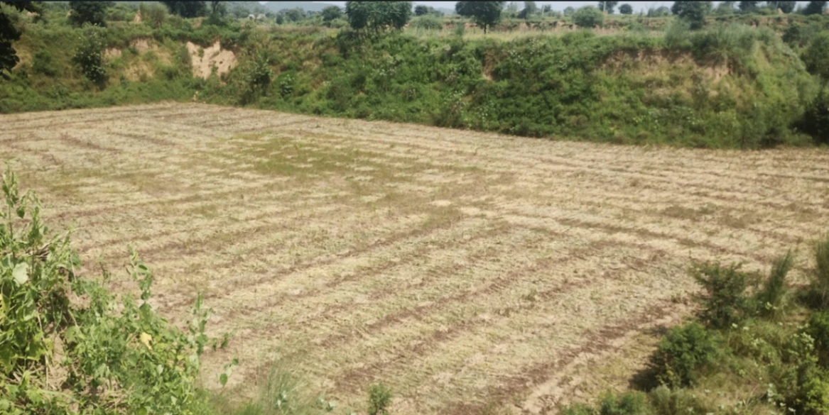 Rajpura, Punjab, India