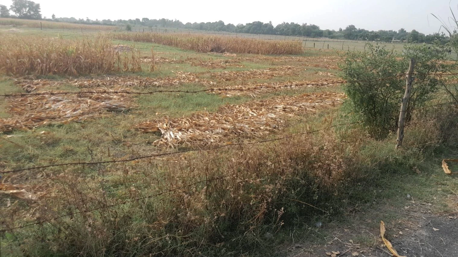 P675+X8 Dadera, Uttar Pradesh, India
