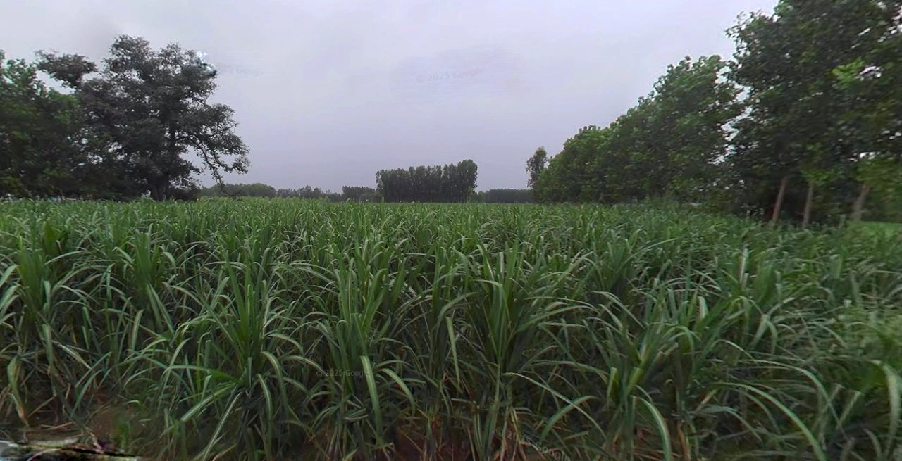 Mahendragarh, Haryana 123029, India