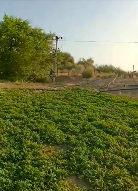 V4QR+WJR, Barabanki, Aseni, Uttar Pradesh 225001, India - Photo 3