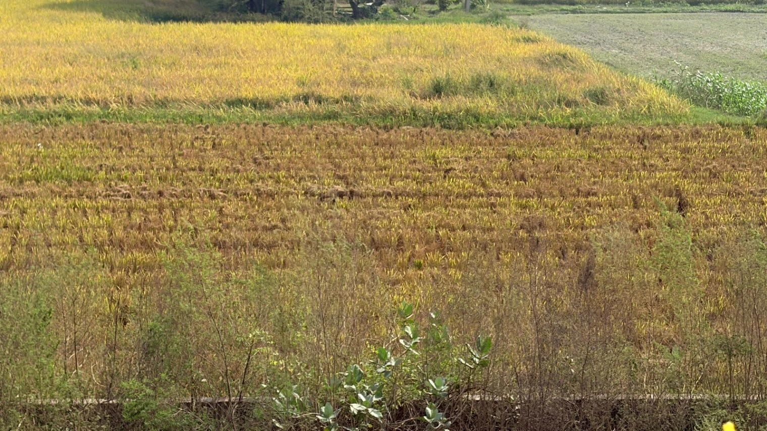 Girwai, Gwalior, Madhya Pradesh 474001, India
