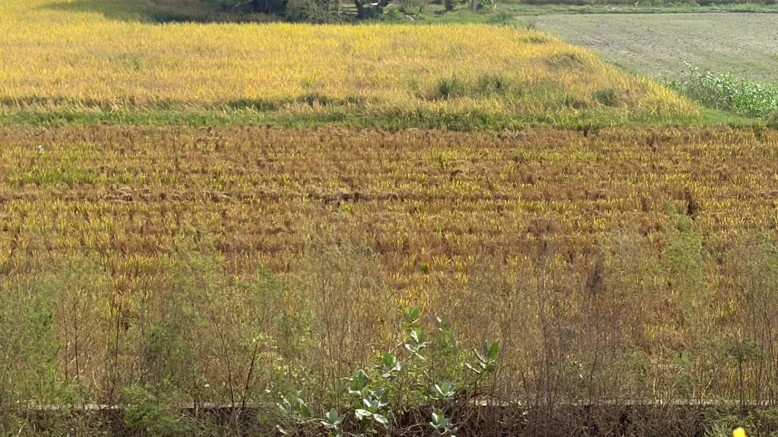 Girwai, Gwalior, Madhya Pradesh 474001, India - Photo 2
