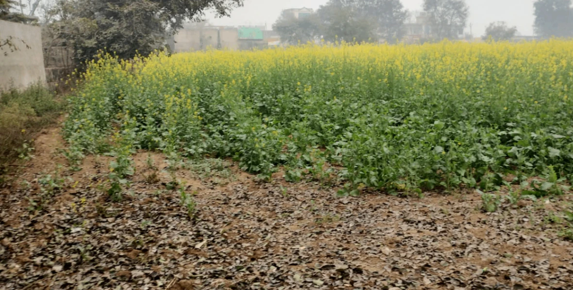 Kalwa, Punjab 147021, India