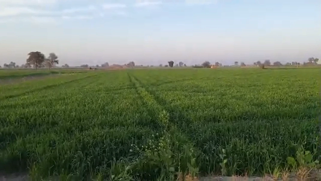 75GP+XRM, Kuliaka, Haryana 122103, India - Photo 2