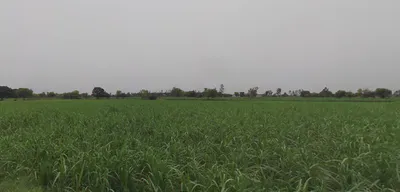 Baral, Uttar Pradesh 203408, India preview 2