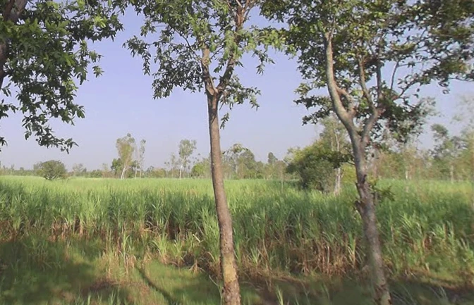 Unnamed Road, MP45+XHJ, Shahpur Fagauta, Uttar Pradesh 245101, India