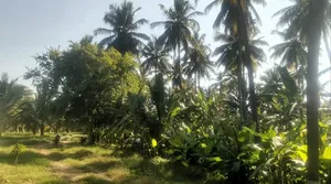 Nanjangud, Karnataka, India preview 2