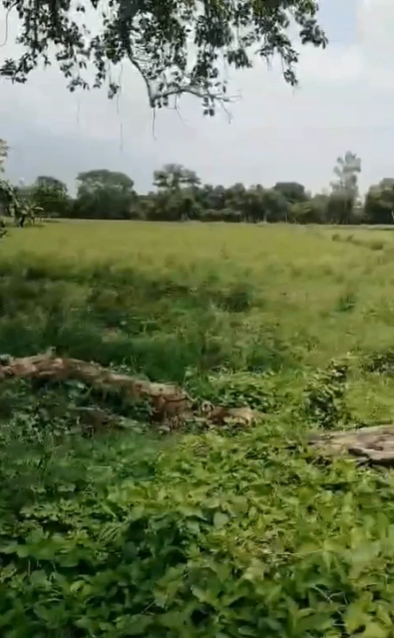 Marihan, Mirzapur, Uttar Pradesh 231210, India