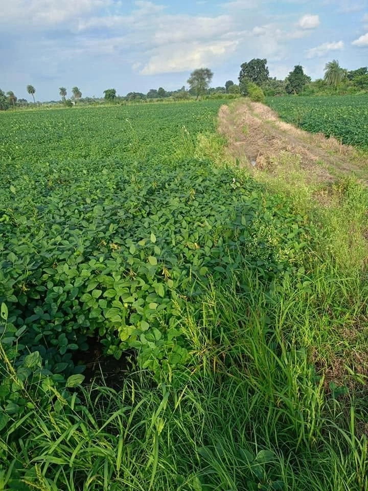 Palkhedi, Madhya Pradesh 456006, India preview 2