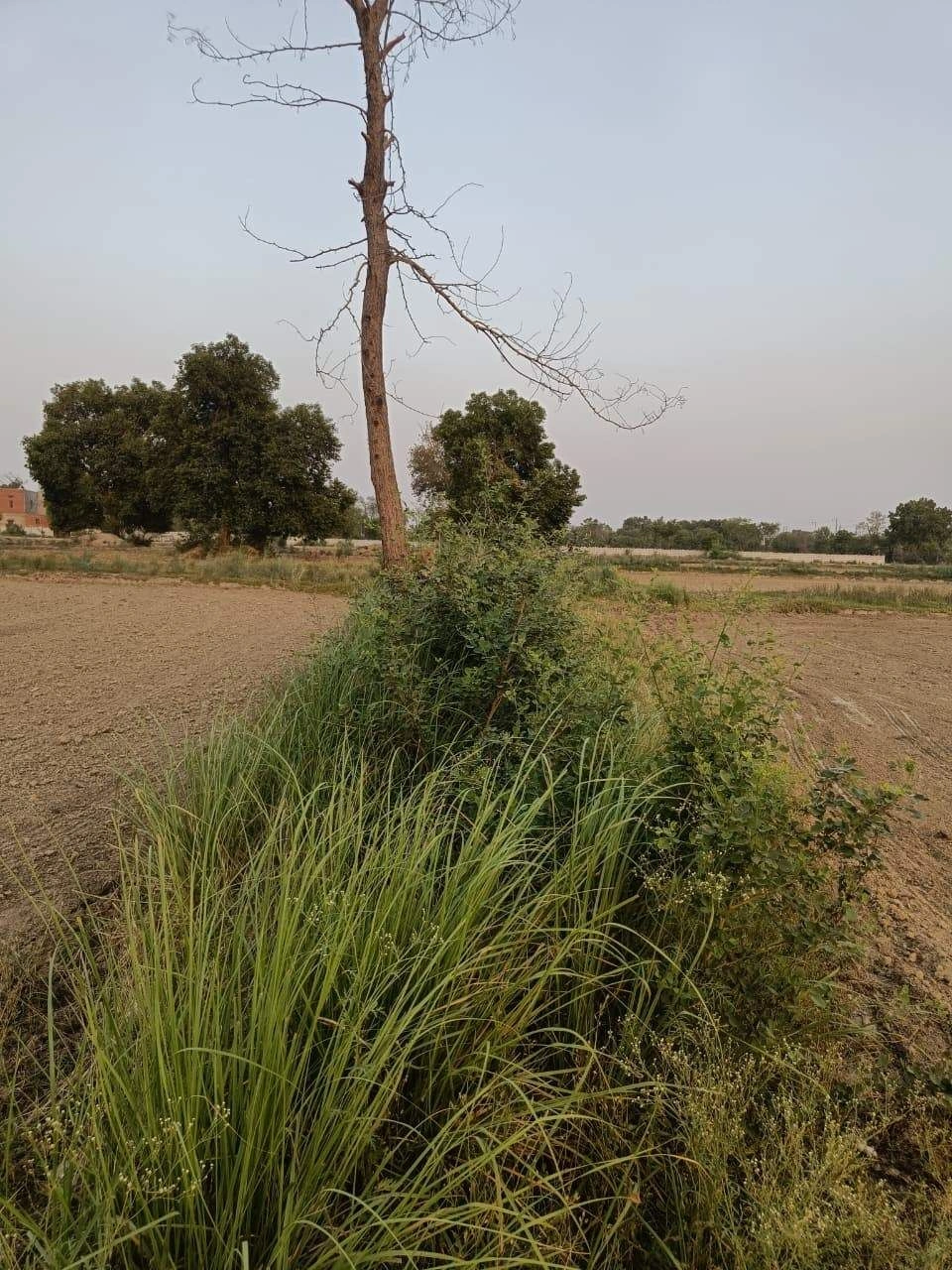 Tentigaon, Uttar Pradesh, India