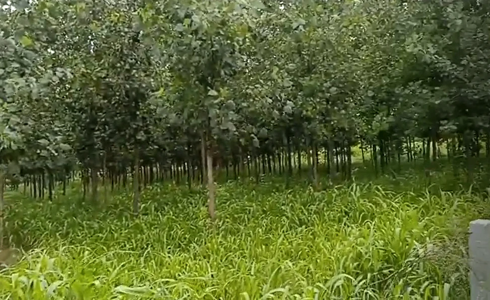 Q5X9+J6 Kankather, Uttar Pradesh, India