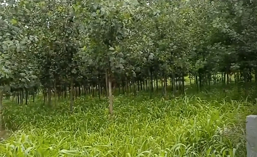 Q5X9+J6 Kankather, Uttar Pradesh, India