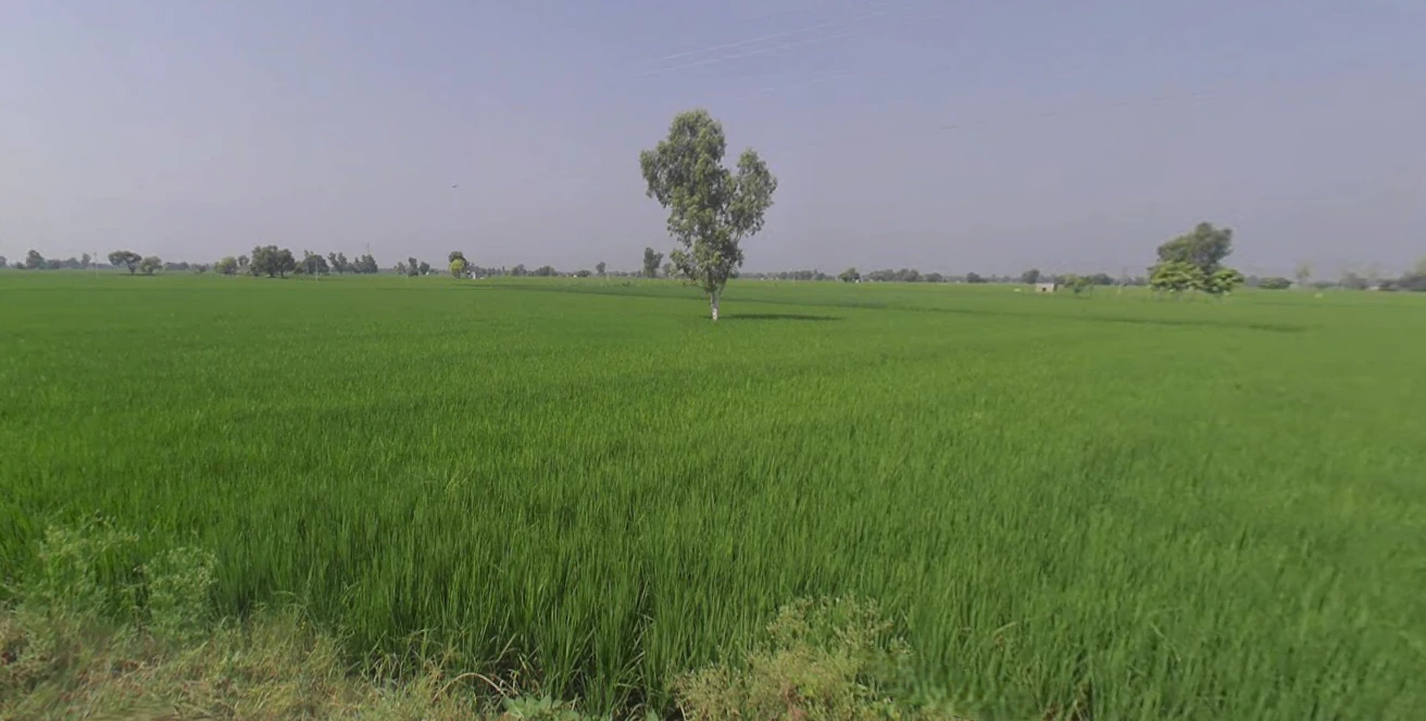 Sito Gunno, Punjab 152118, India