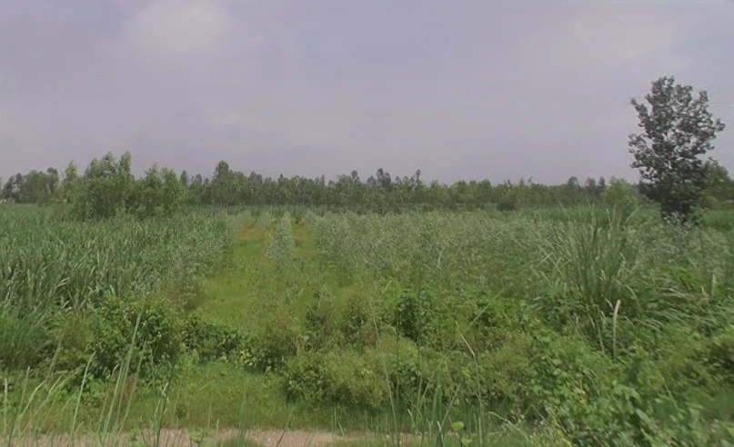 Behat, Uttar Pradesh 247121, India
