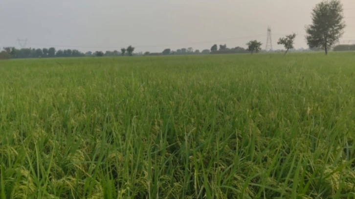 Naraina, Rajasthan 303348, India - Photo 2