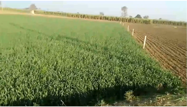 2P37+8MP, Khejdiyabhop, Madhya Pradesh 458888, India