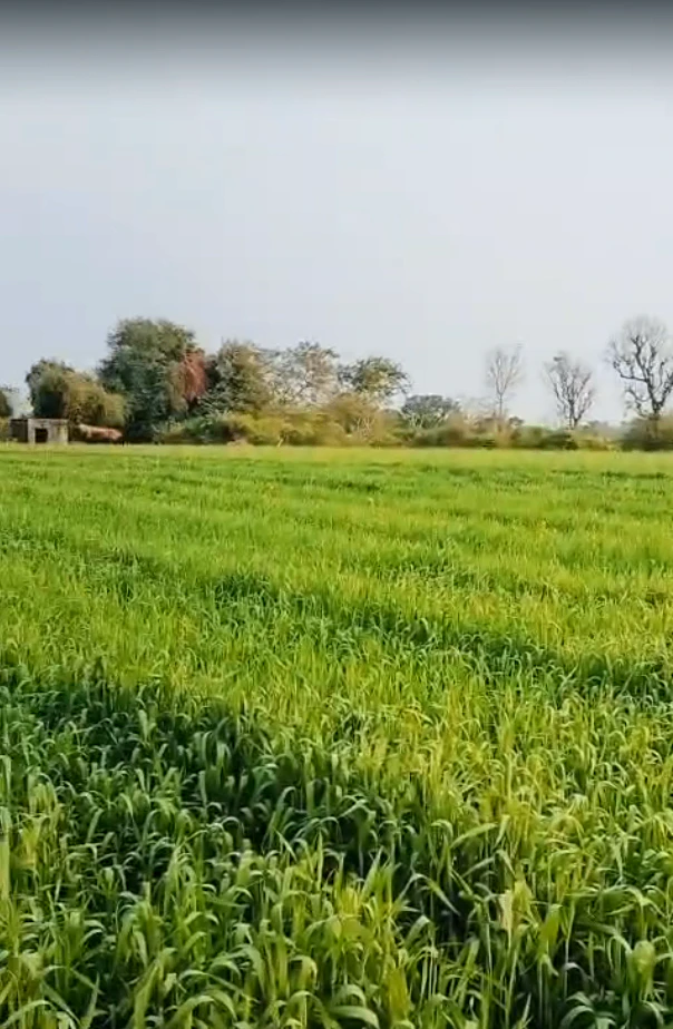 00, Sarsawa, Uttar Pradesh 247232, India