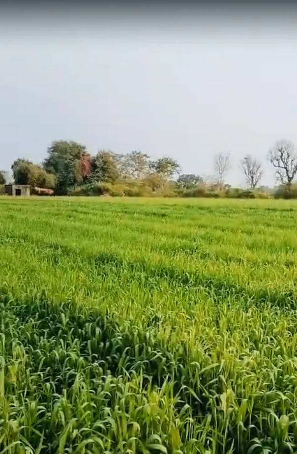 00, Sarsawa, Uttar Pradesh 247232, India preview 3