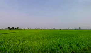 Rakhra, Punjab, India preview 2