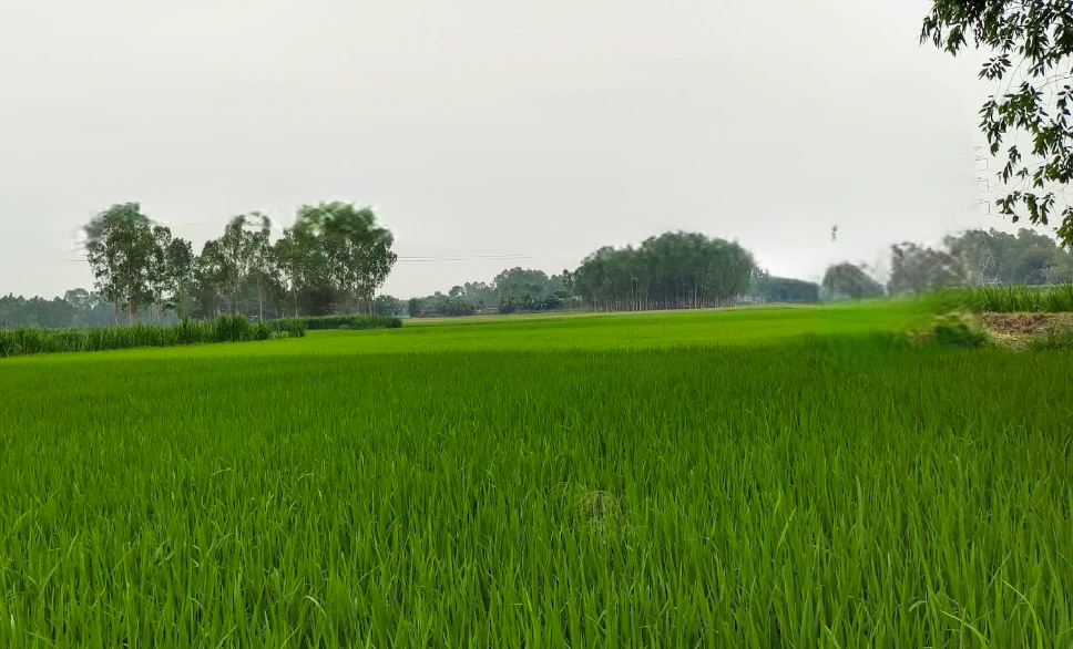 Raisees, Rajasthan, India