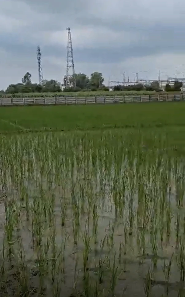 Bhalai, Uttar Pradesh 281205, India