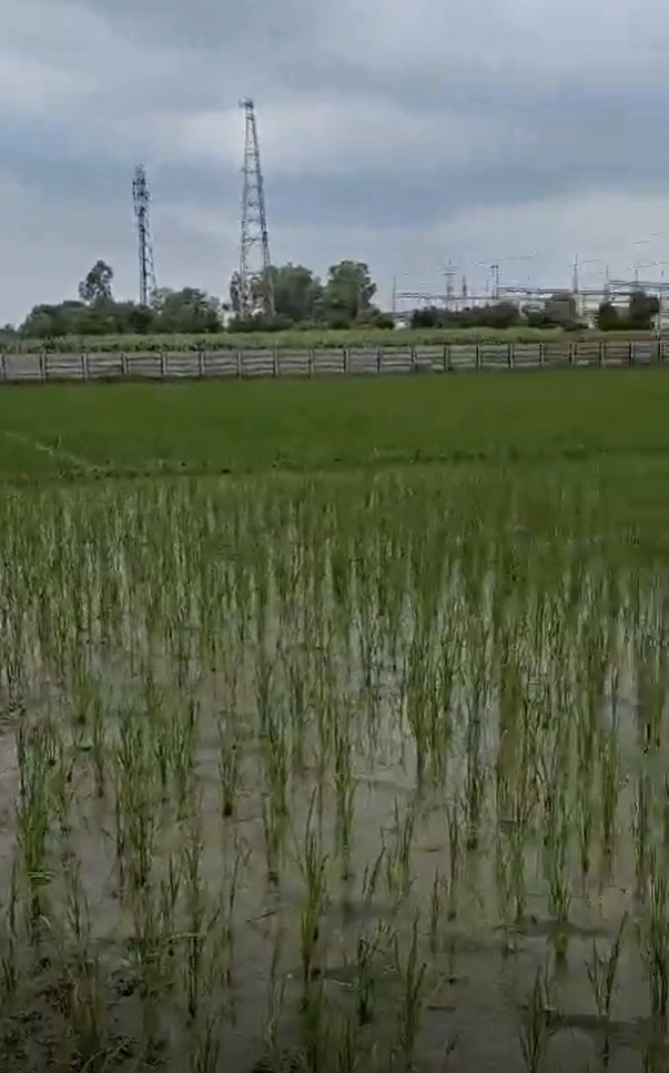 Bhalai, Uttar Pradesh 281205, India