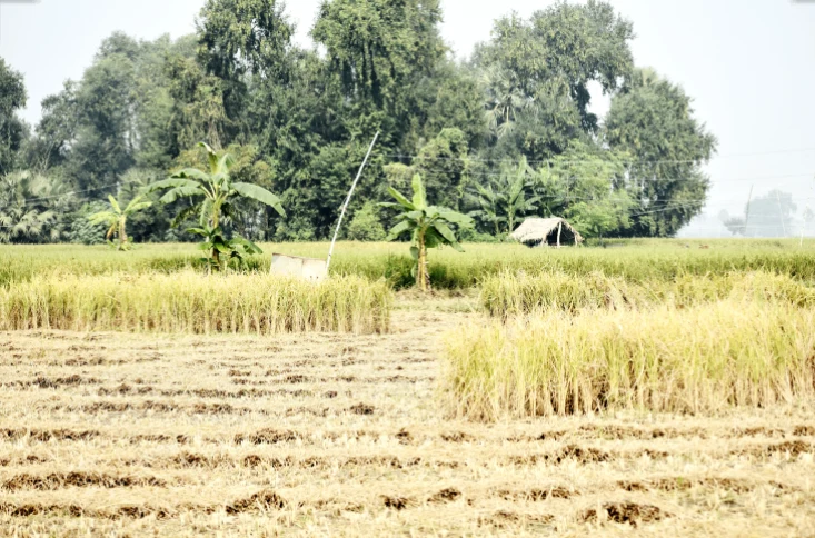 Pithlokhar, Uttar Pradesh 250342, India