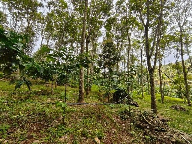 M6X8+4CF, Vakery, Irulam, Kerala 673592, India