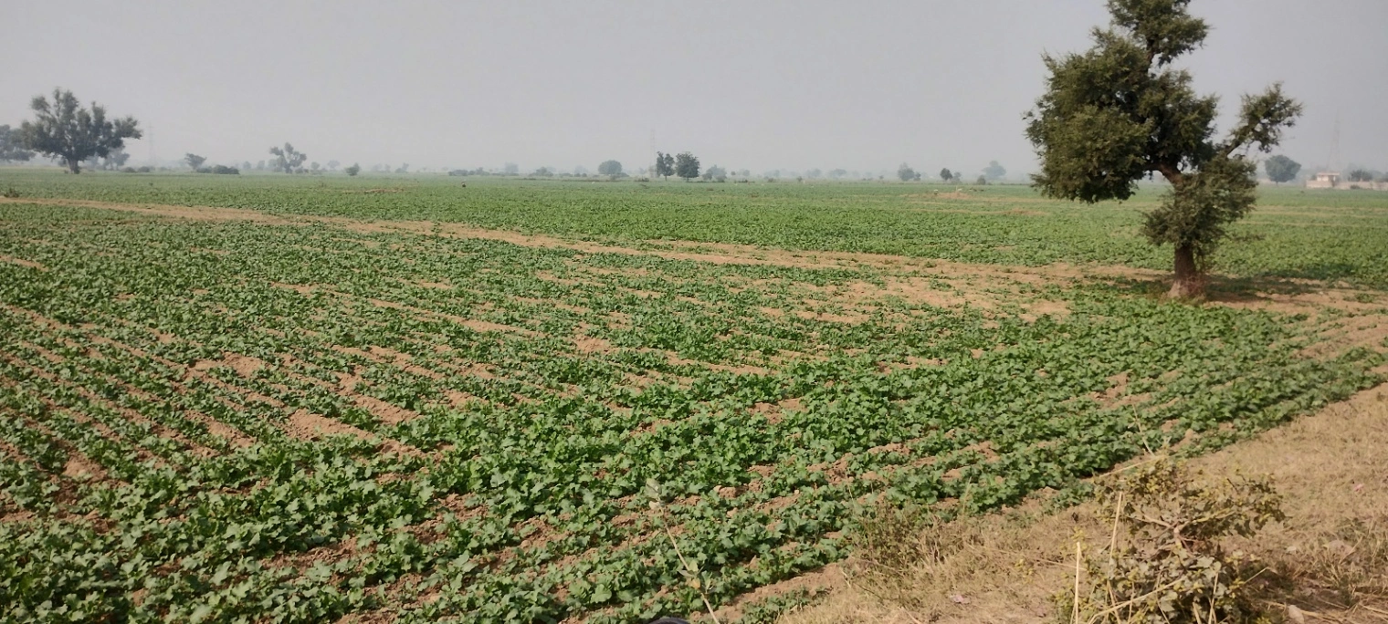 Didawali, Rajasthan 321203, India