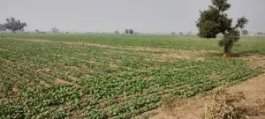 Didawali, Rajasthan 321203, India preview 5