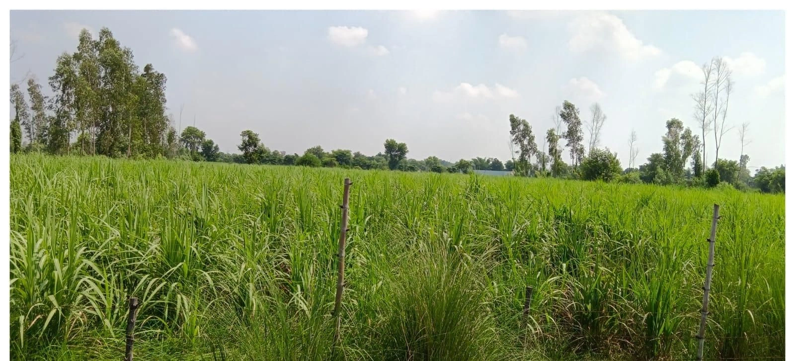 P7F2+7Q Sirisanda, Ayodhya, Uttar Pradesh, India