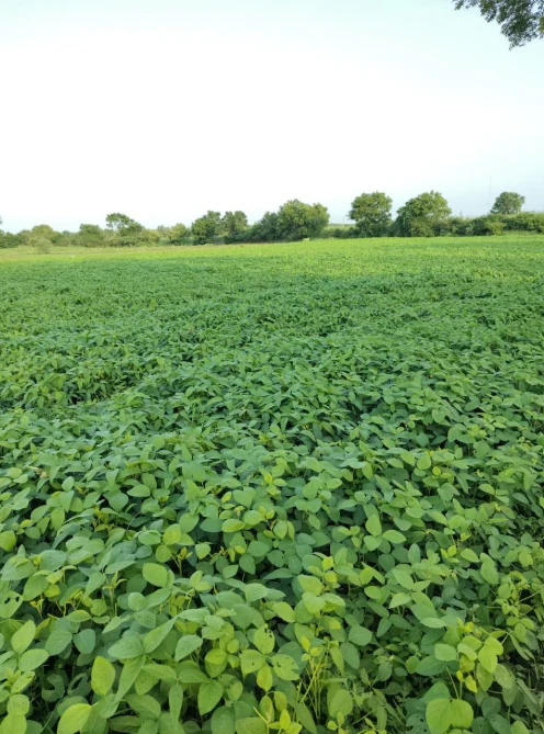 QP67+JGM, Sangareddy, Jharasangam, Telangana 502246, India