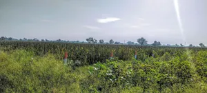 Dhand, Rajasthan 301021, India preview 3